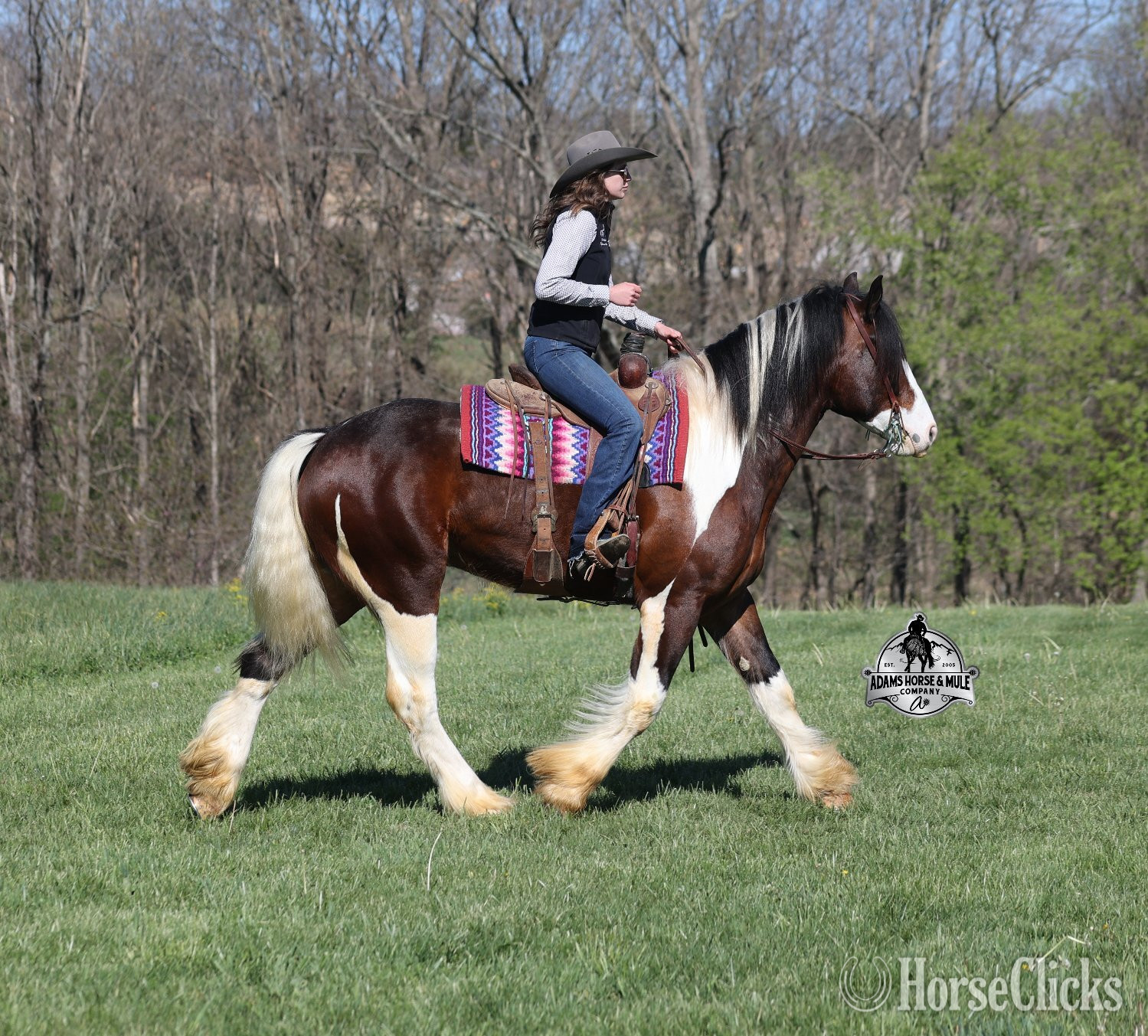 Draft - "" Tabiano Gelding Draft in Kentucky