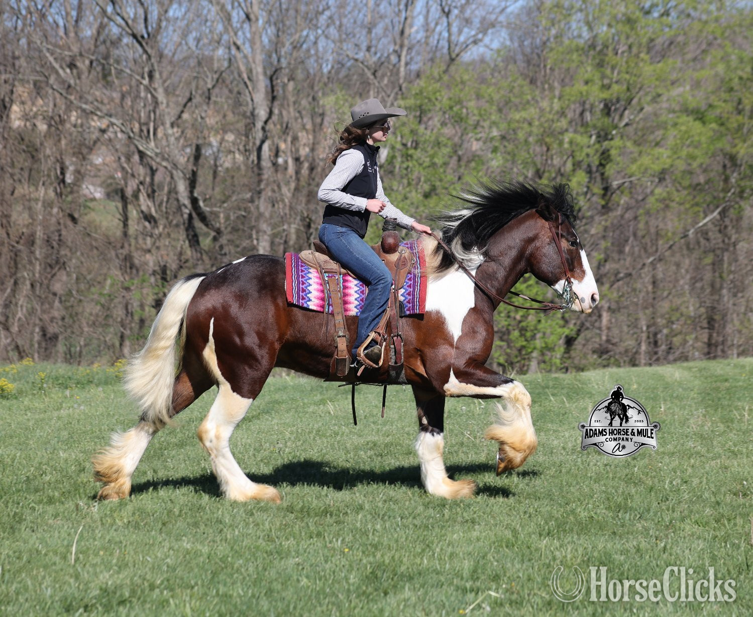 Draft - "" Tabiano Gelding Draft