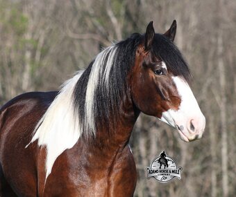 "" Tabiano Gelding Draft