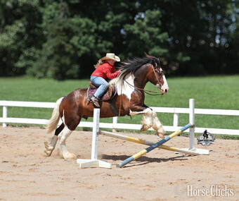 "" Tabiano Gelding Draft
