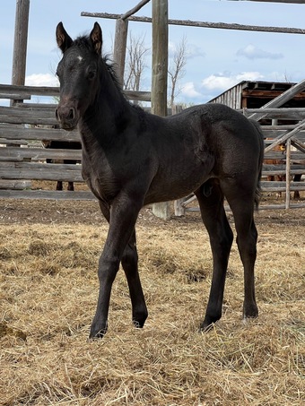 "Ticket" Black Colt Quarter Horse