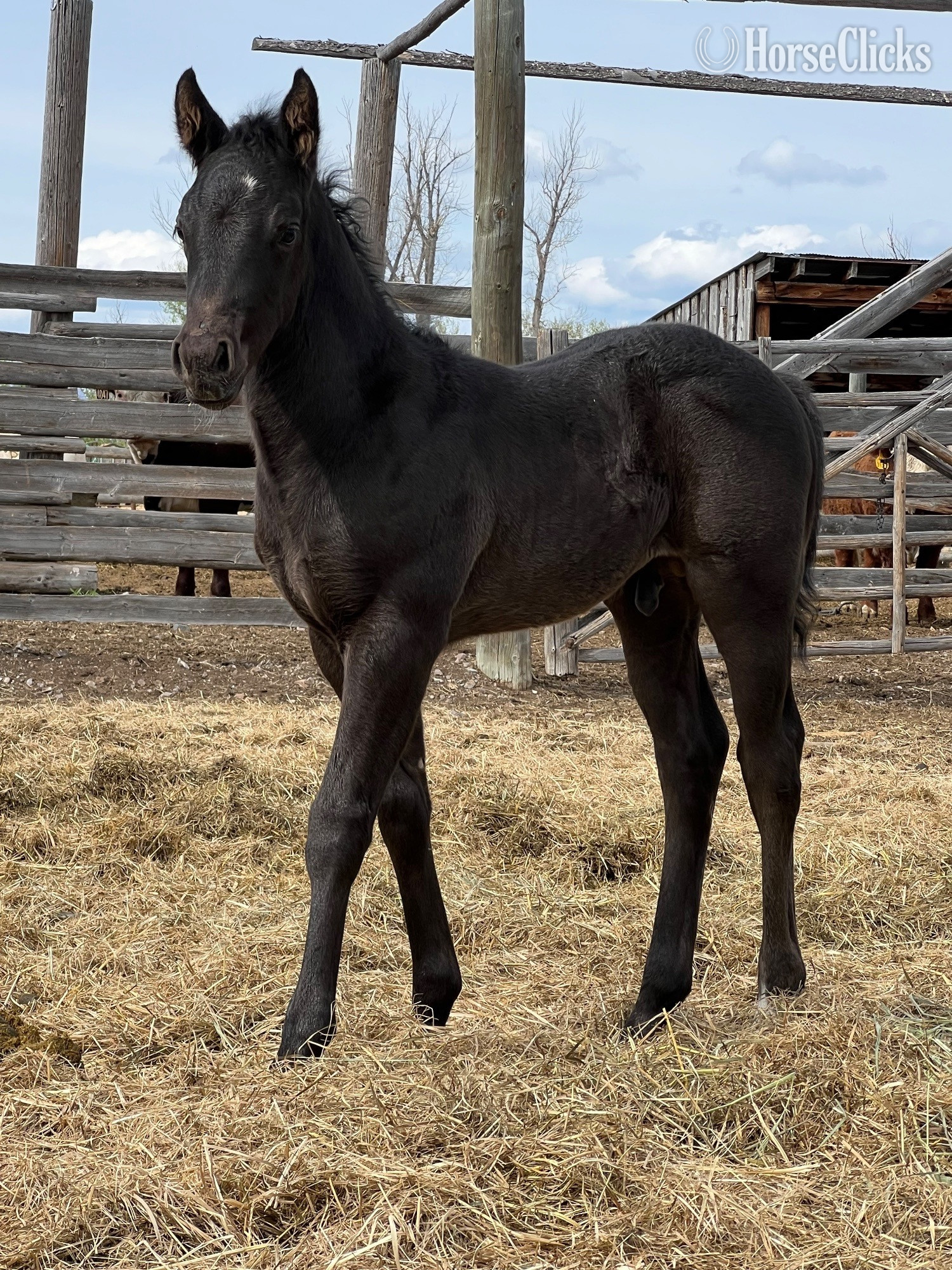 "Ticket" Black Colt Quarter Horse in Montana