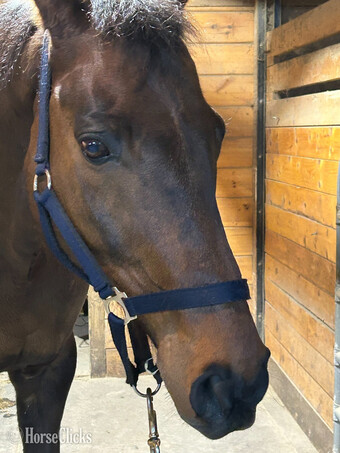 Bay 16.2hh Gelding for Lease
