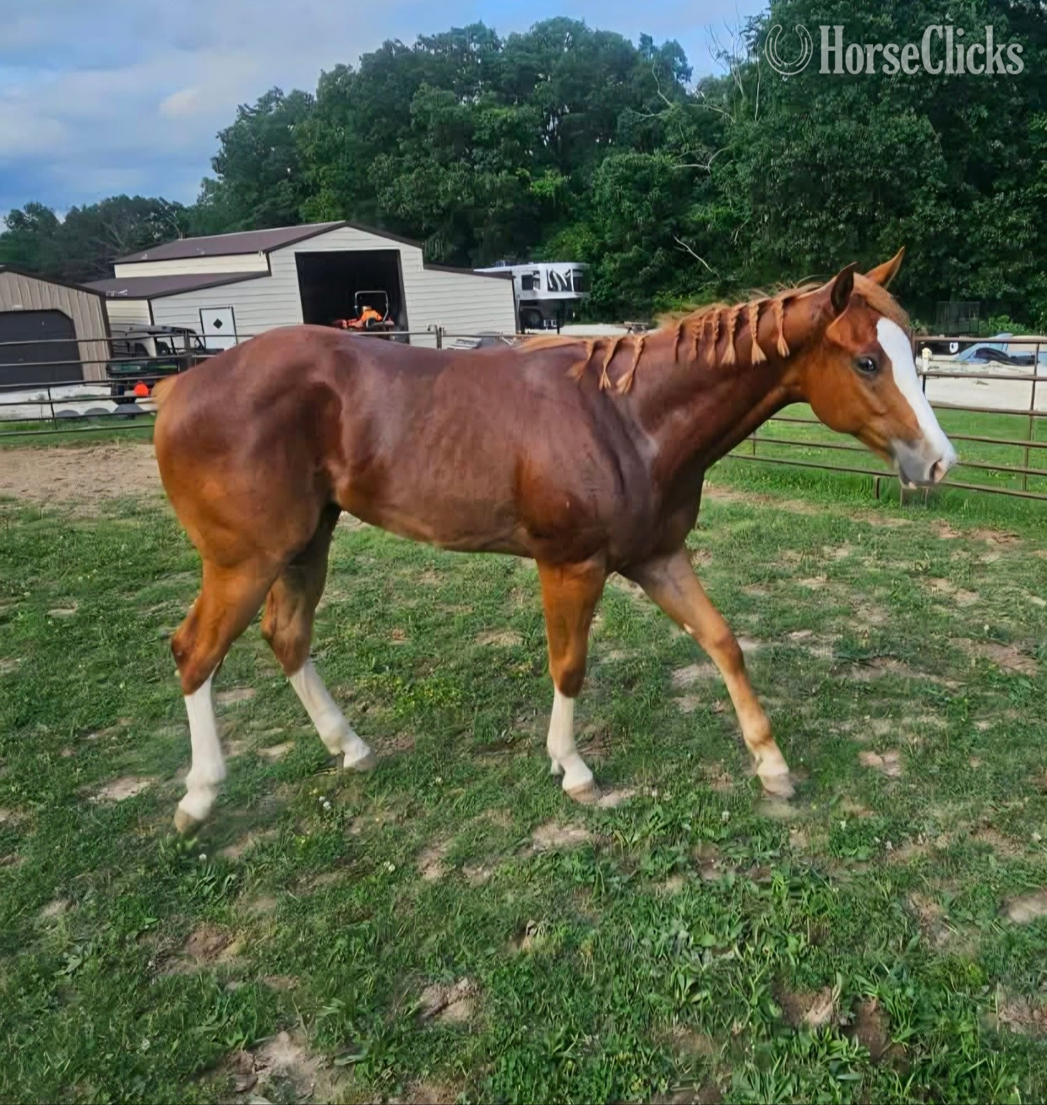 "Kool GQ Kid" Sorrel Gelding Paint in Missouri