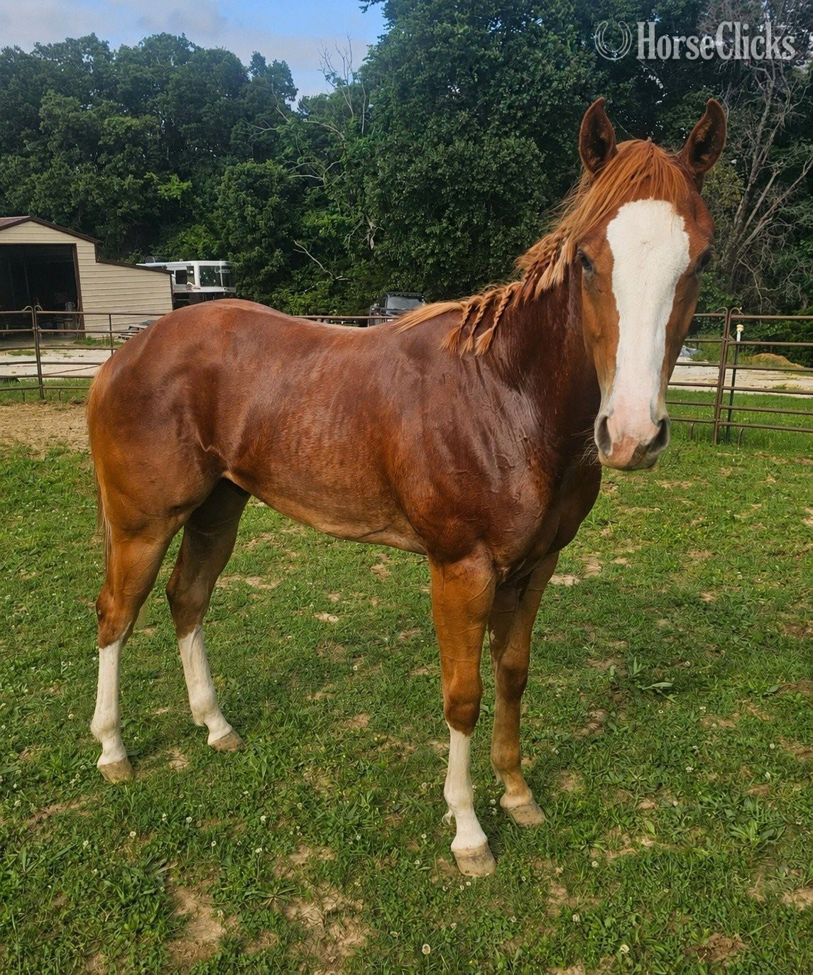 Missouri "Kool GQ Kid" Sorrel Gelding Paint
