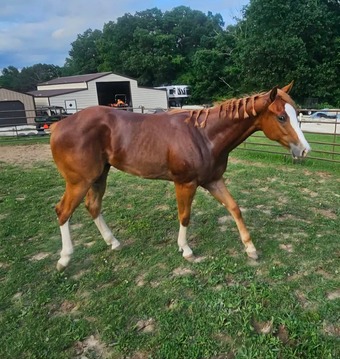 "Kool GQ Kid" Sorrel Gelding Paint