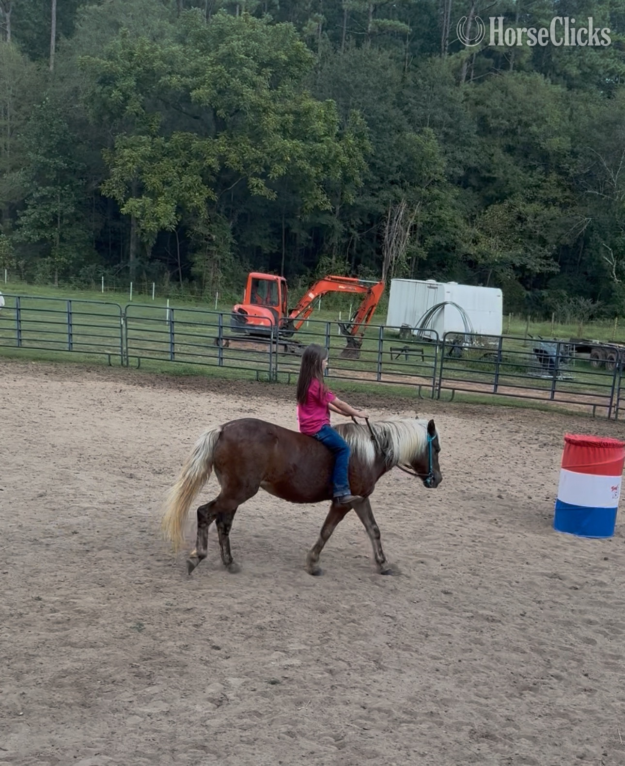 "Cutie Pie?" Silver Bay Mare Pony in South Carolina