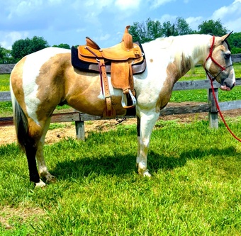 "Comanche" Tabiano Gelding Paint