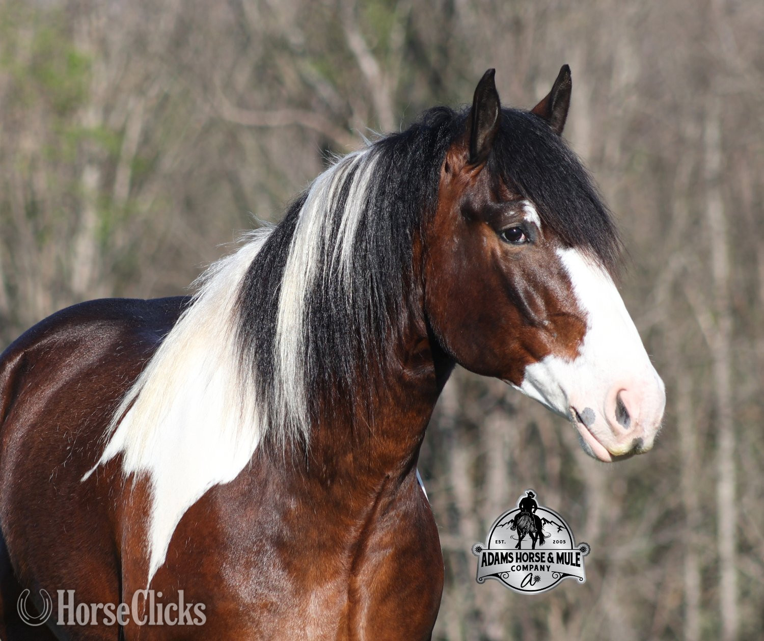 "" Tabiano Gelding Gypsy Vanner