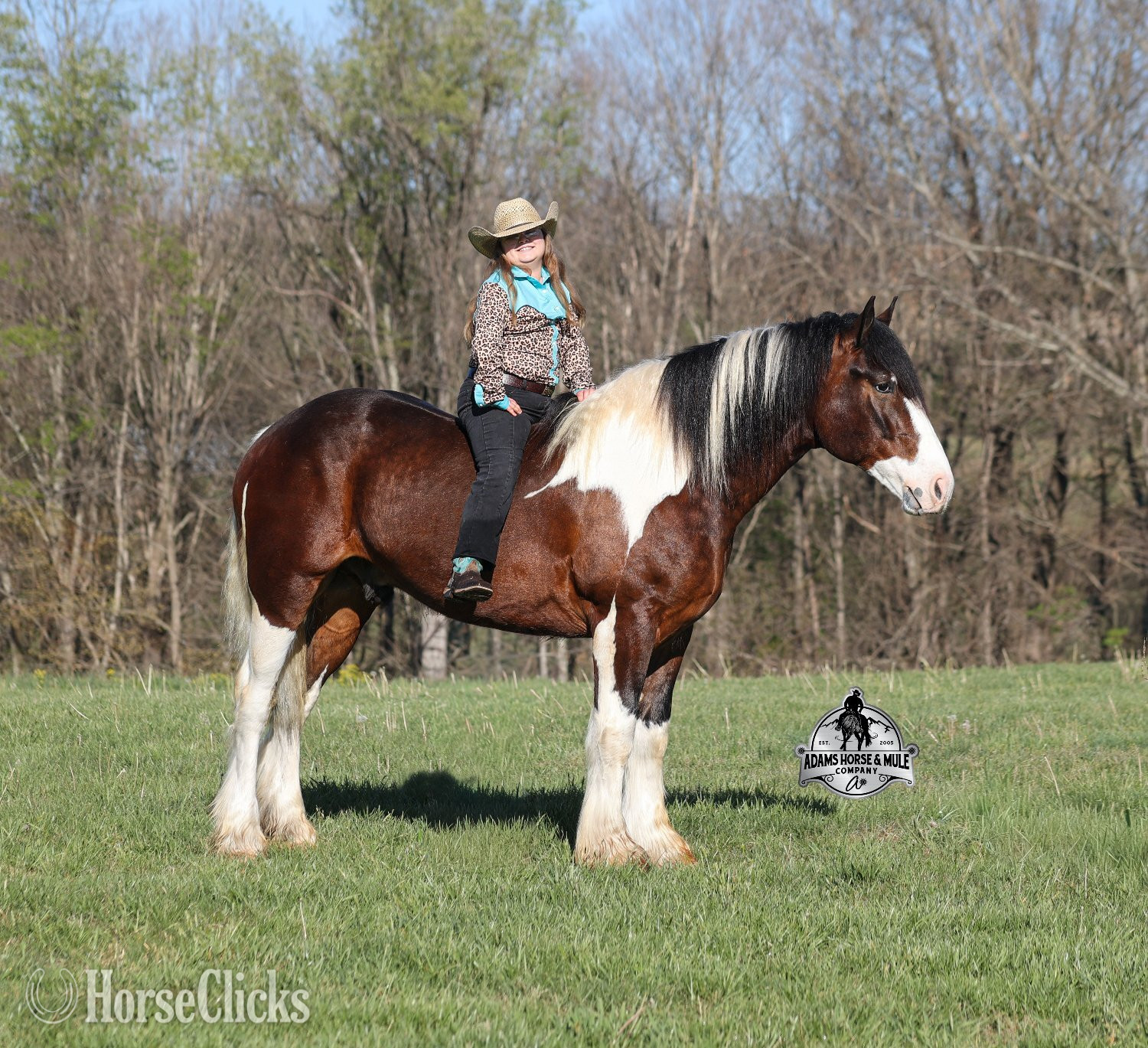 "" Tabiano Gelding Gypsy Vanner - Gypsy Vanner