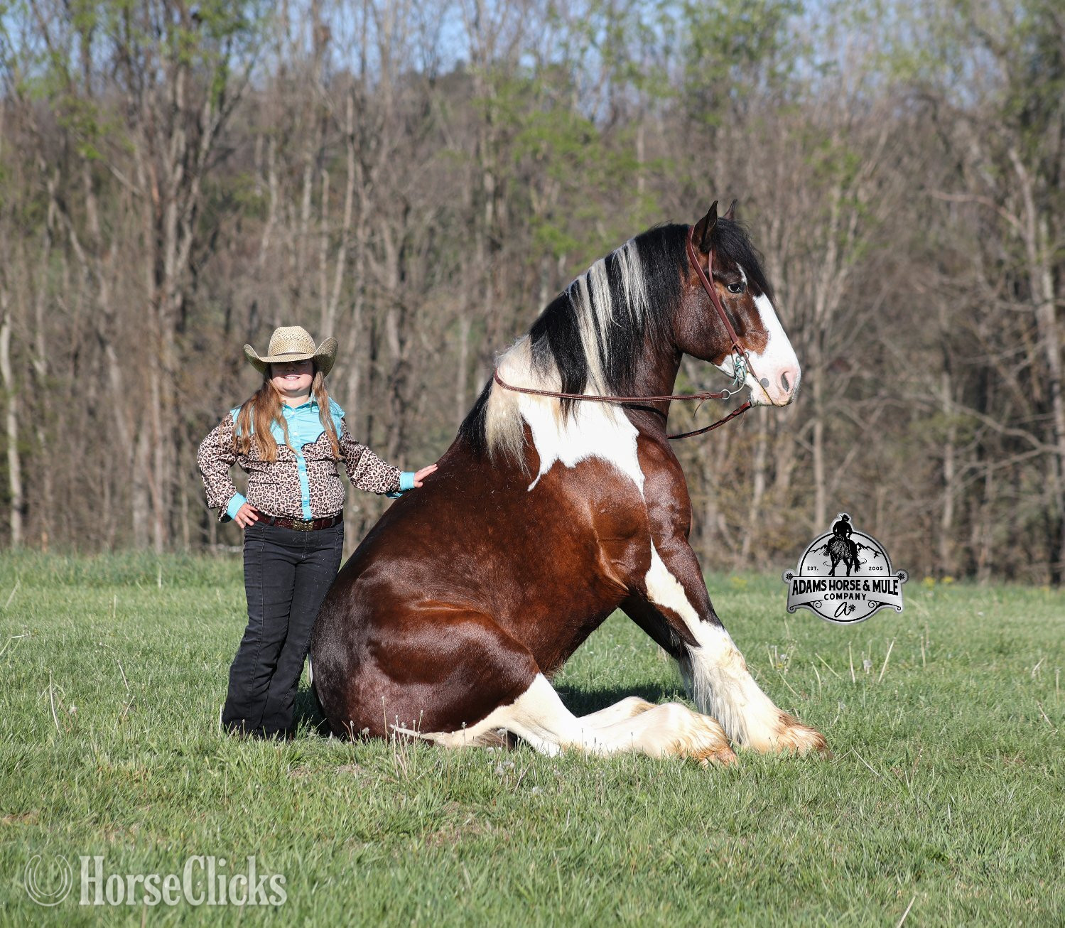 "" Tabiano Gelding Gypsy Vanner Kentucky