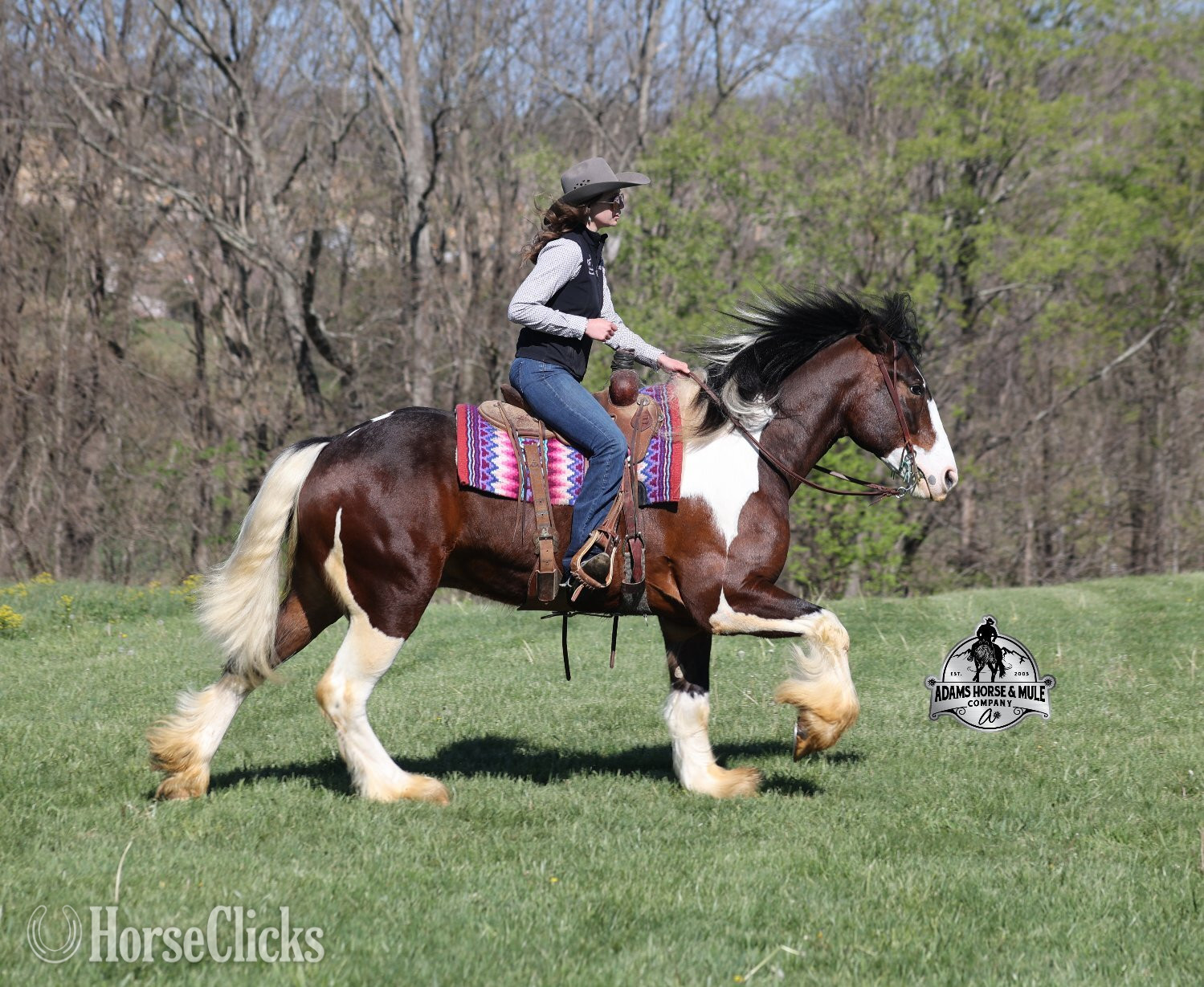 Gypsy Vanner - "" Tabiano Gelding Gypsy Vanner