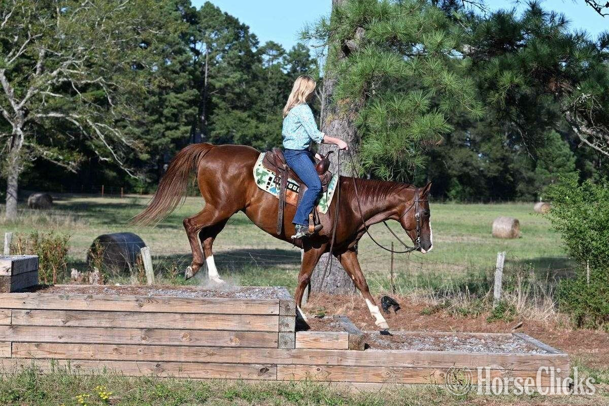 "Dino" Sorrel Gelding Quarter Horse