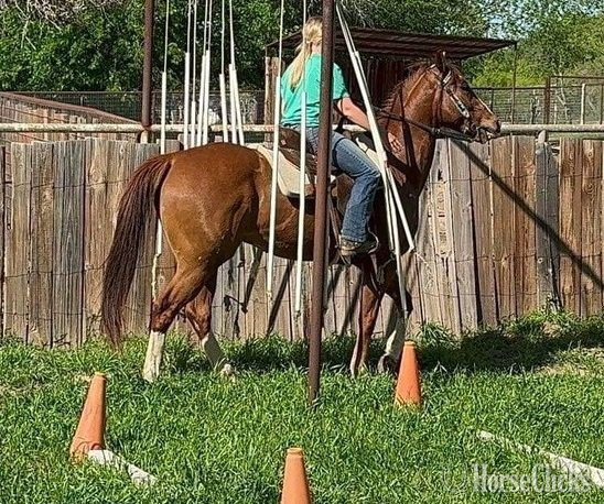 "Dino" Sorrel Gelding Quarter Horse - Quarter Horse in Texas