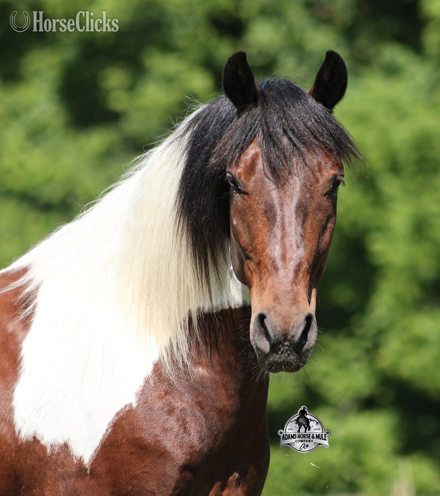 "" Bay Gelding Quarter Horse