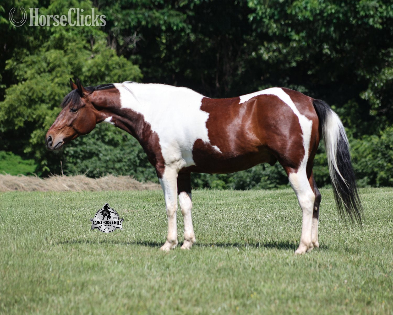 Kentucky "" Bay Gelding Quarter Horse