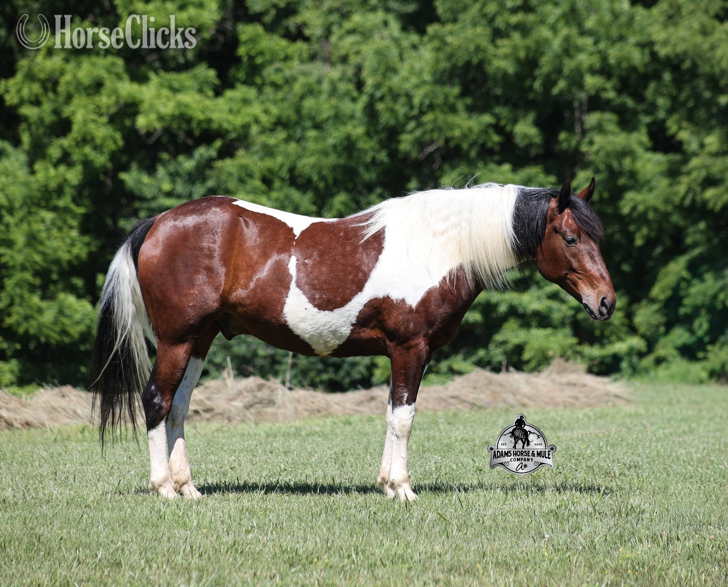 "" Bay Gelding Quarter Horse - Quarter Horse in Kentucky