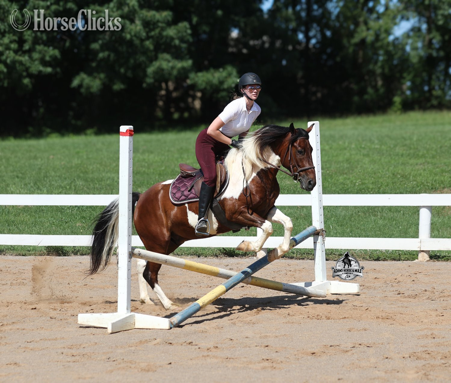 "" Bay Gelding Quarter Horse - Quarter Horse