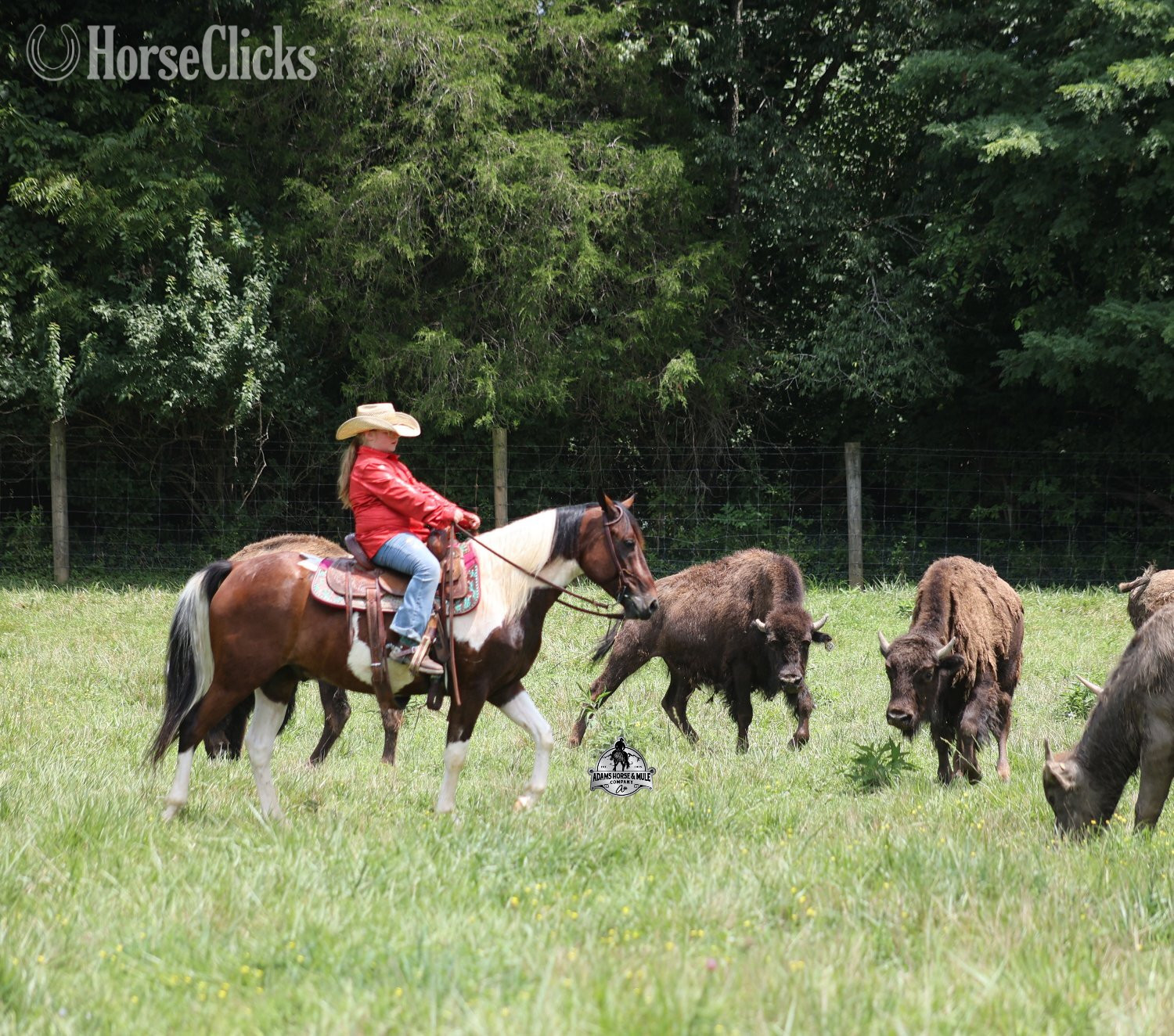 "" Bay Gelding Quarter Horse Kentucky
