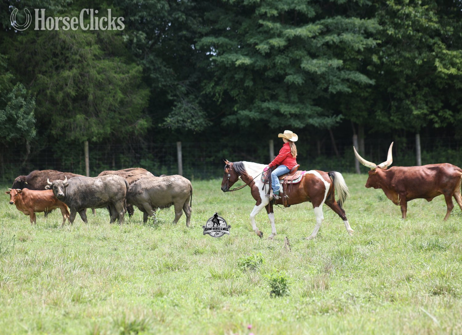 Quarter Horse - "" Bay Gelding Quarter Horse in Kentucky