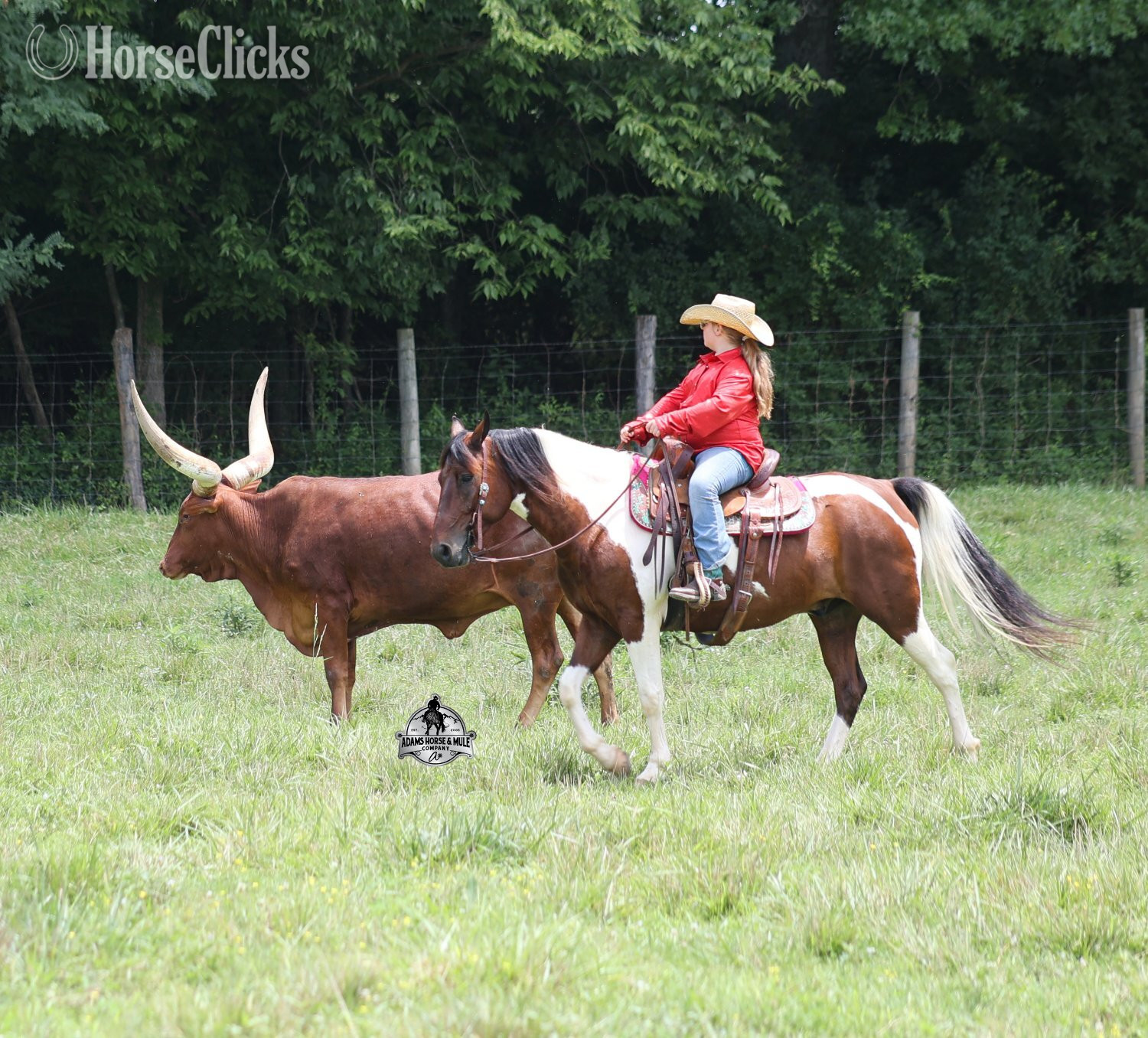 Quarter Horse - "" Bay Gelding Quarter Horse