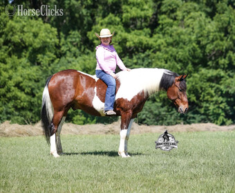 "" Bay Gelding Quarter Horse