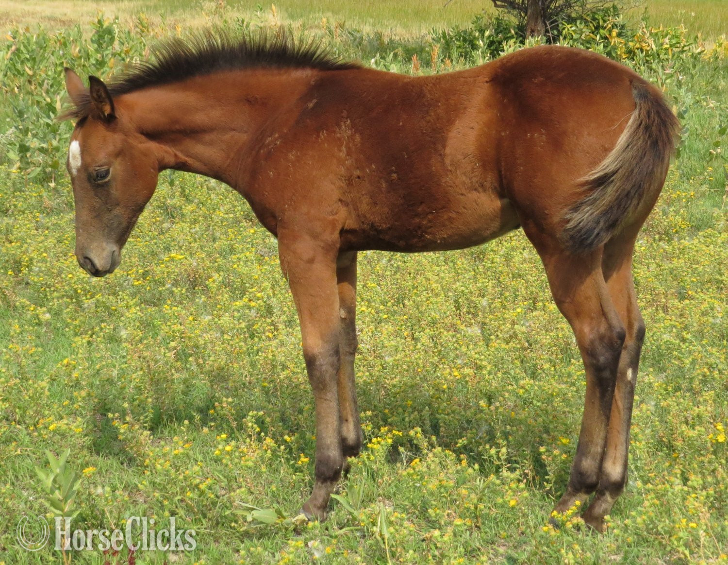 "Snappy Little Chic" Bay Mare Quarter Horse - Quarter Horse in Wyoming