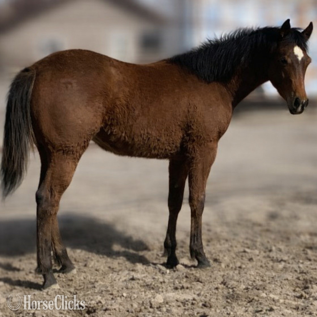 "Snappy Little Chic" Bay Mare Quarter Horse - Quarter Horse