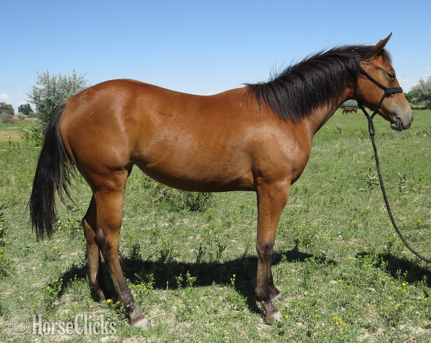 "Snappy Little Chic" Bay Mare Quarter Horse Wyoming