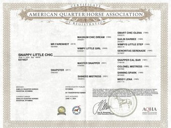 "Snappy Little Chic" Bay Mare Quarter Horse