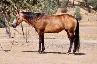 "ARNOLD PALMER" Buckskin Gelding Quarter Horse