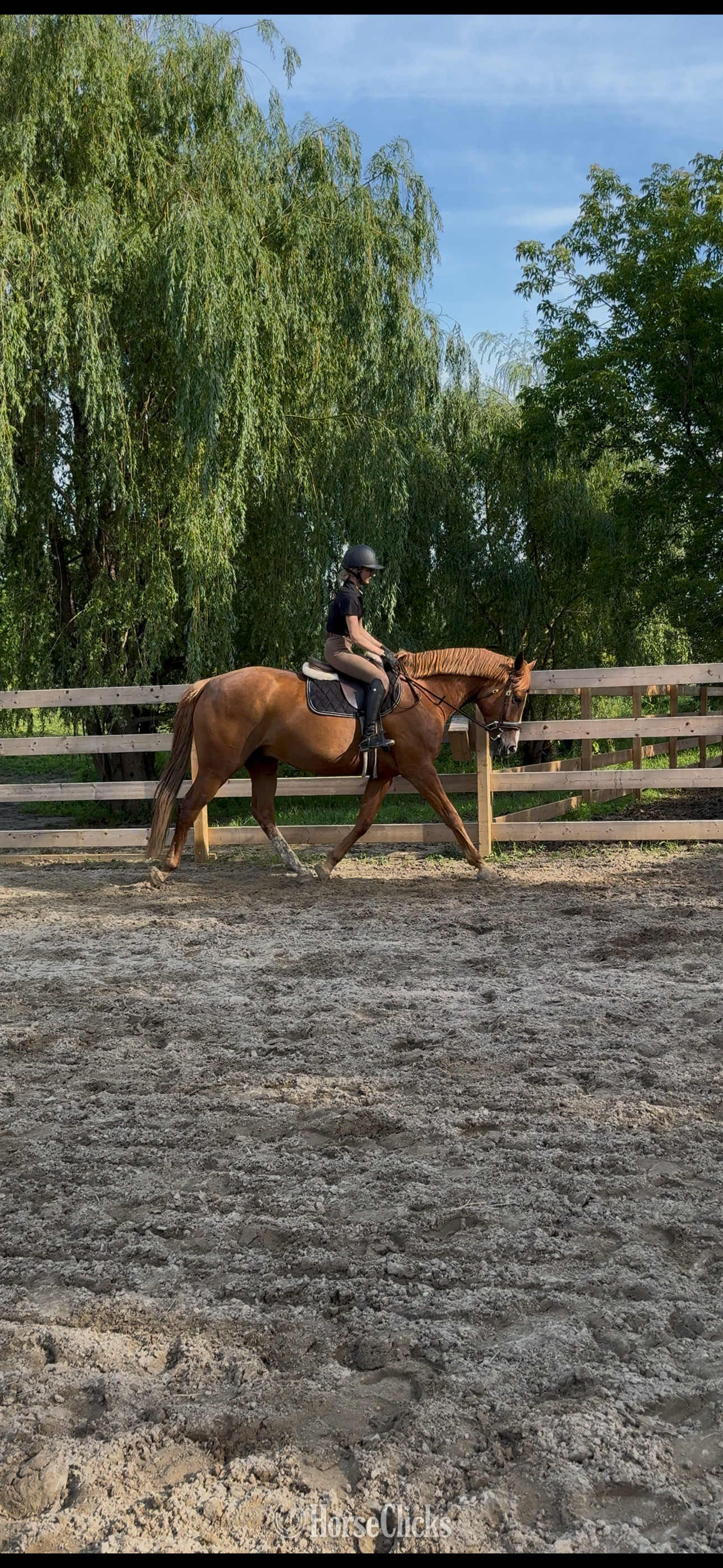 "Johnny" Chestnut Gelding Warmblood in Quebec
