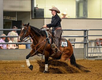 "Snowy Yuba" Bay Gelding Quarter Horse