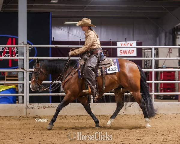 "Snowy Yuba" Bay Gelding Quarter Horse - Quarter Horse in Illinois
