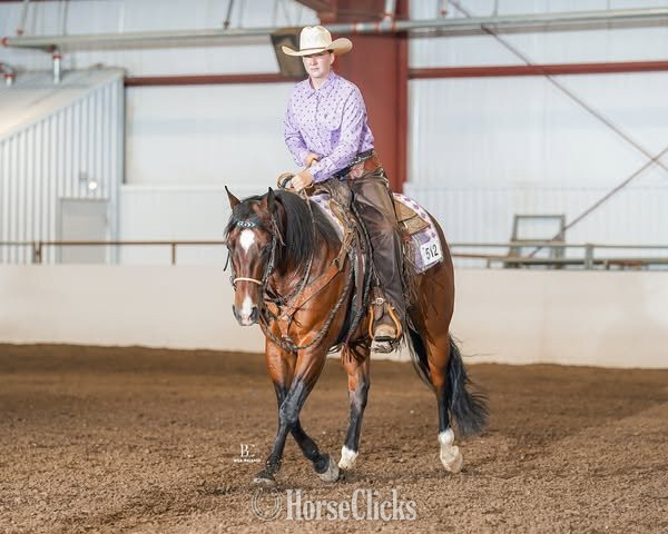 Quarter Horse - "Snowy Yuba" Bay Gelding Quarter Horse in Illinois