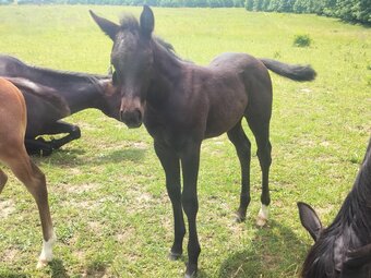 "Black Knight" Black Colt Quarter Horse