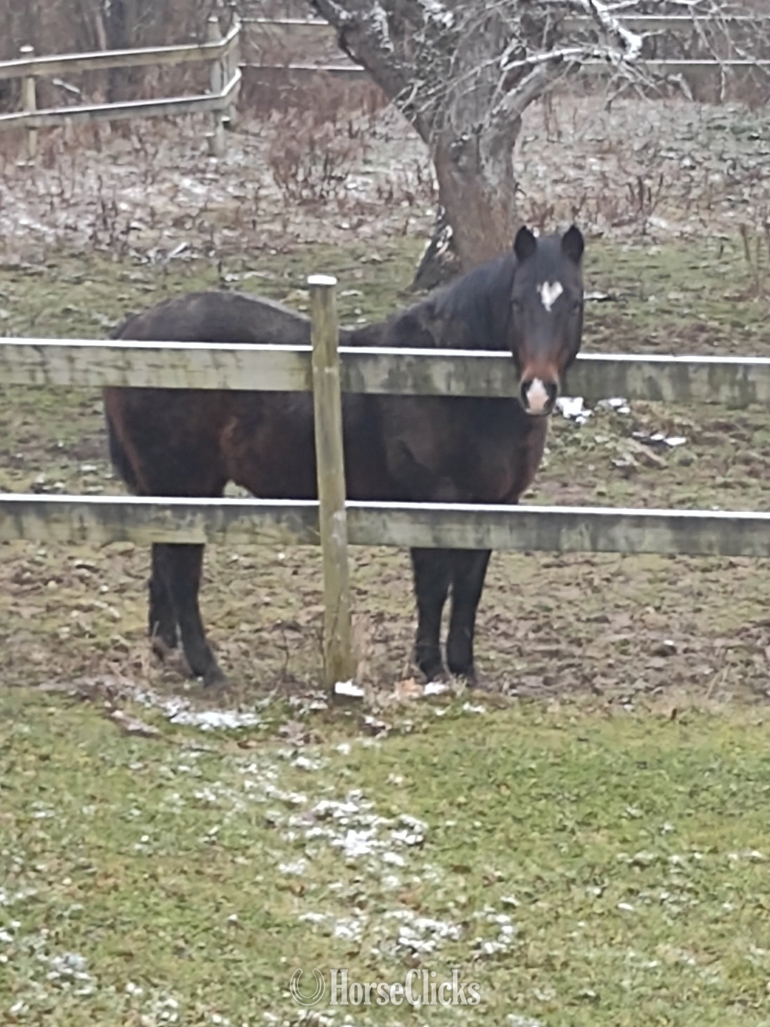 "Dude" Chocolate Gelding Quarter Horse