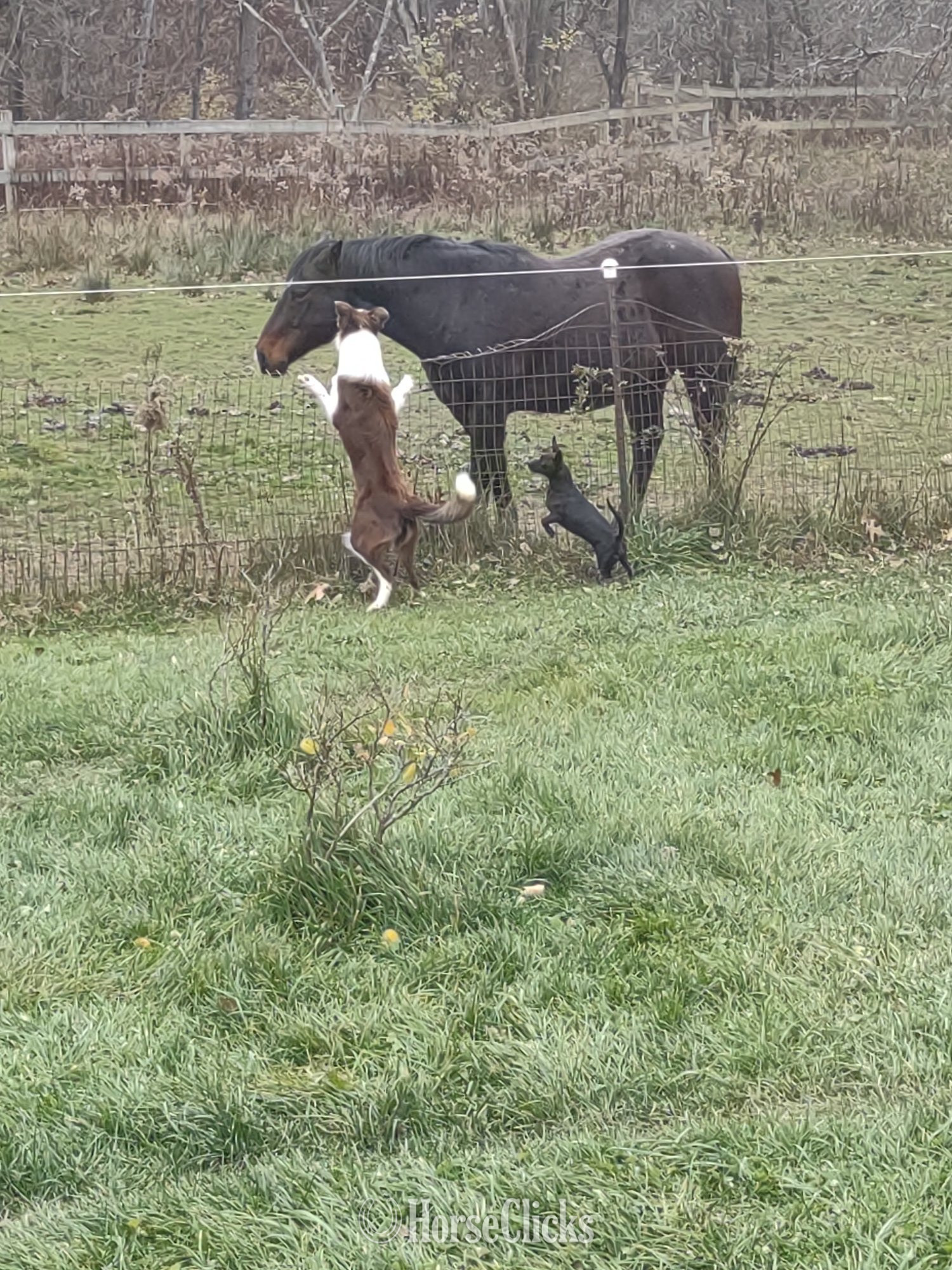 Pennsylvania "Dude" Chocolate Gelding Quarter Horse