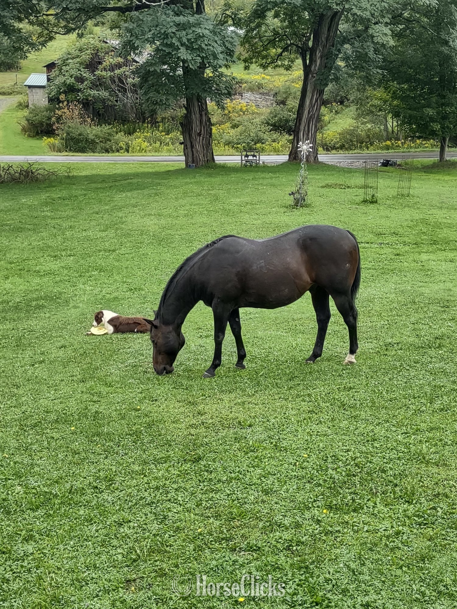 "Dude" Chocolate Gelding Quarter Horse - Quarter Horse in Pennsylvania