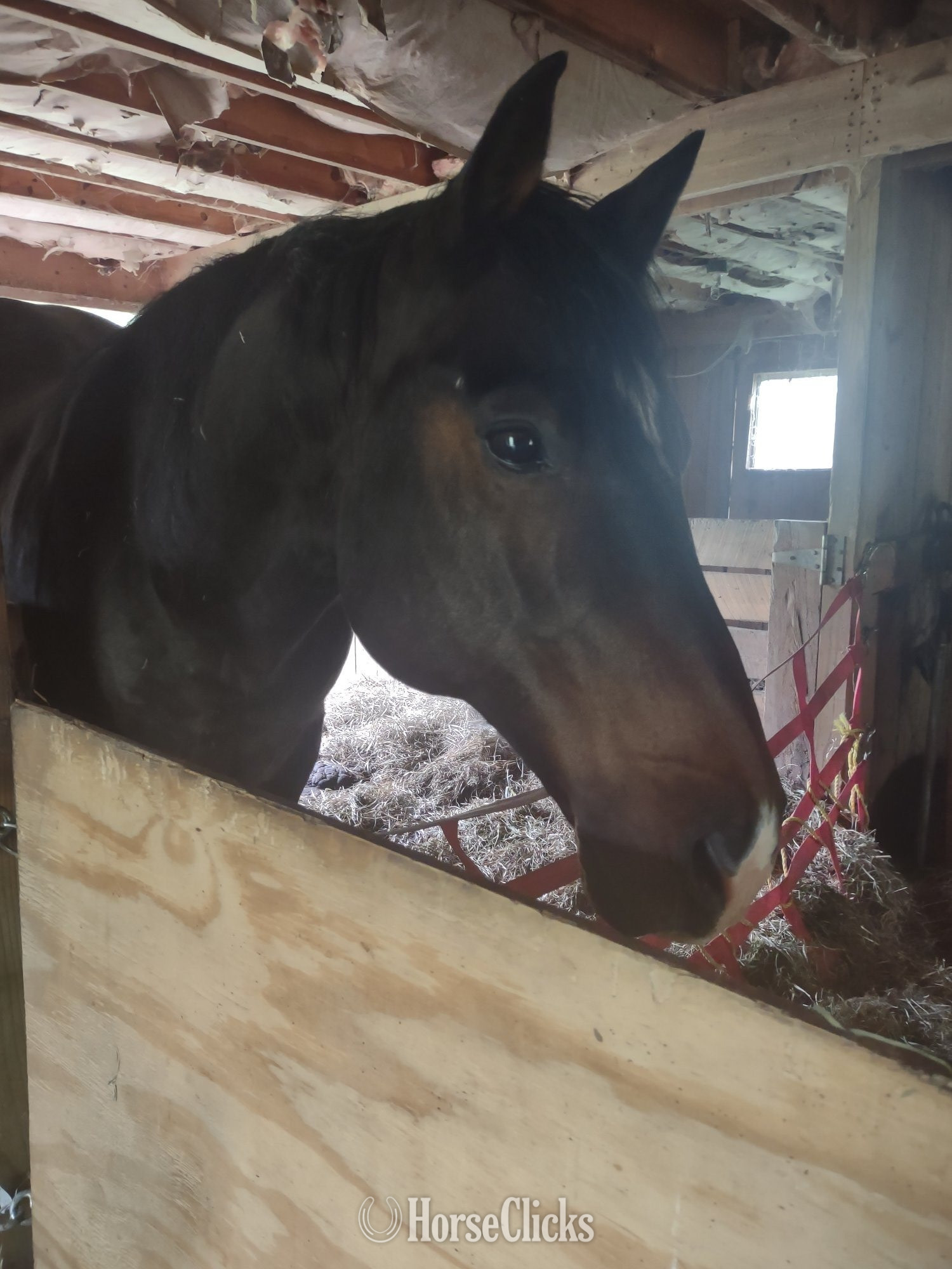 "Dude" Chocolate Gelding Quarter Horse - Quarter Horse