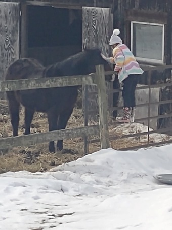 "Dude" Chocolate Gelding Quarter Horse