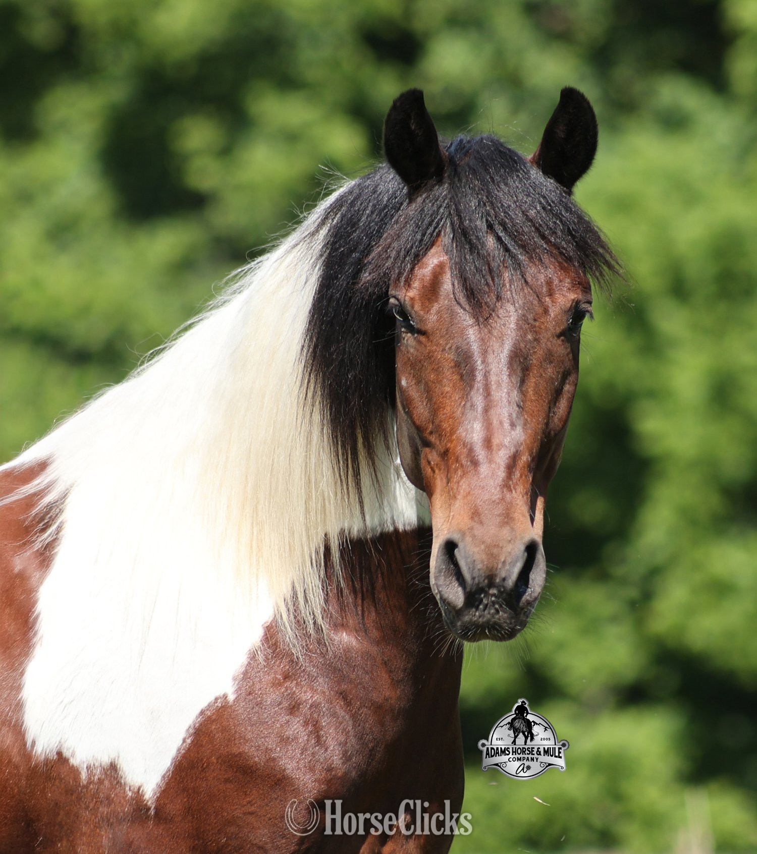 "" Bay Gelding Paint