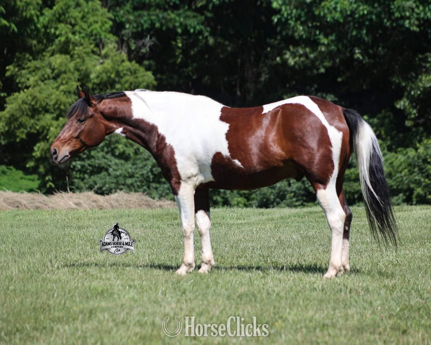 Kentucky "" Bay Gelding Paint