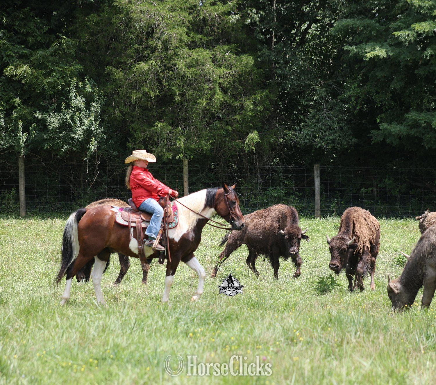 "" Bay Gelding Paint Kentucky
