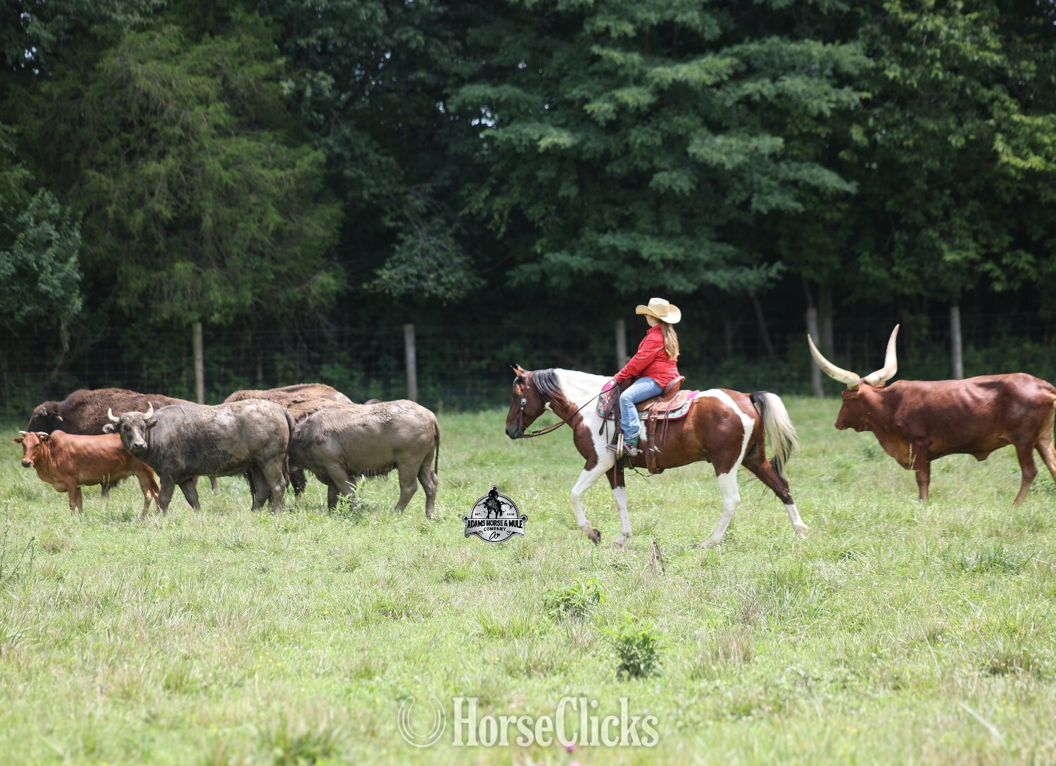 Paint - "" Bay Gelding Paint in Kentucky