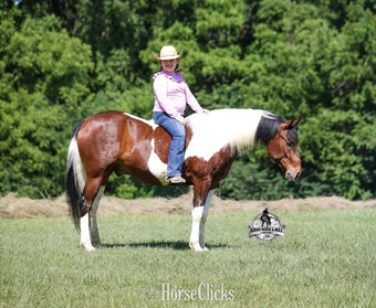 "" Bay Gelding Paint