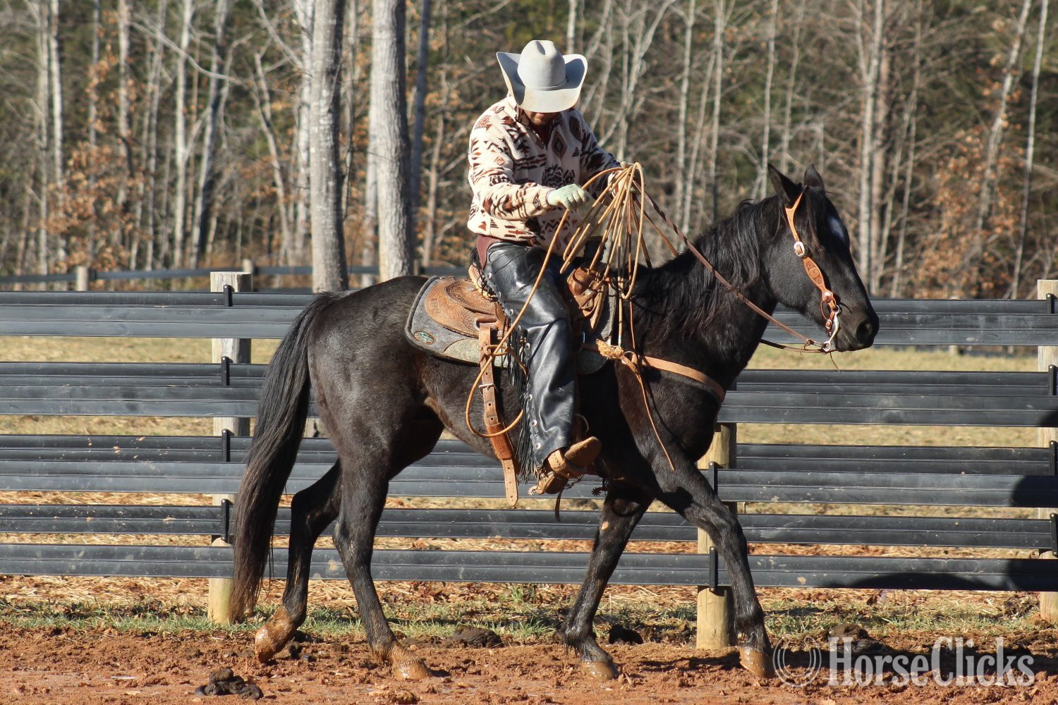 "GATOR" Blue Roan Gelding Quarter Horse in North Carolina