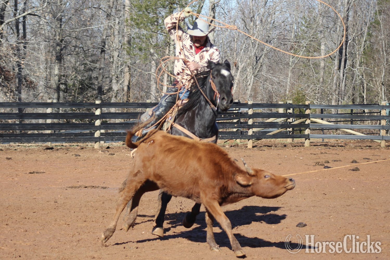 "GATOR" Blue Roan Gelding Quarter Horse