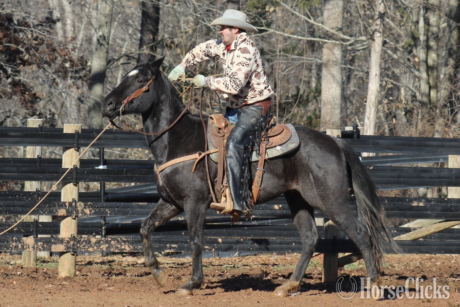 North Carolina "GATOR" Blue Roan Gelding Quarter Horse