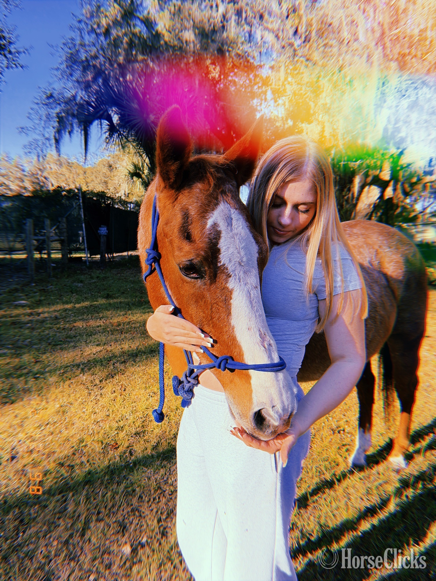 "Faith" Red Roan Mare Quarter Horse in Florida